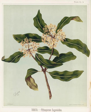 Sarah Featon - Tarata Pittosporu eugenioides Plate 9.webp