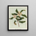 Tarata Pittosporum eugenioides, Plate 9 - Sarah Featon — framed artwork on a wall