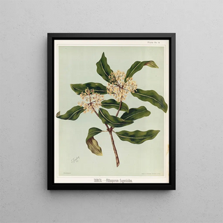 Sarah Featon - Tarata Pittosporu eugenioides Plate 9.webp