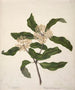 Tarata Pittosporum eugenioides - Sarah Featon — artwork view