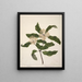 Tarata Pittosporum eugenioides - Sarah Featon — framed artwork on a wall