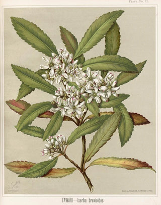 Sarah Featon - Tawari Ixerba brexioides Plate 31.webp