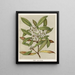 Tawari Ixerba brexioides, Plate 31 - Sarah Featon — framed artwork on a wall