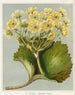 Le Korikori Ranunculus insignis, Planche 4 - Sarah Featon — artwork view
