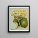 Le Korikori Ranunculus insignis, Planche 4 - Sarah Featon — framed artwork on a wall