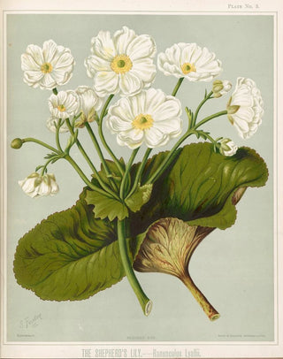 Sarah Featon - The Shepherds Lily Ranunculus lyallii Plate 3.webp