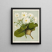 The Shepherd's Lily Ranunculus lyallii, Plate 3 - Sarah Featon — framed artwork on a wall