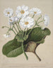 The lily of the mountains - Sarah Featon — artwork view