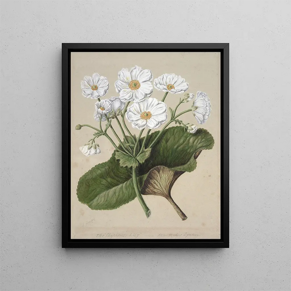 The lily of the mountains - Sarah Featon — framed artwork on a wall