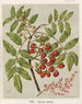Titoki Alectryon excelsum, Plate 23 - Sarah Featon — artwork view