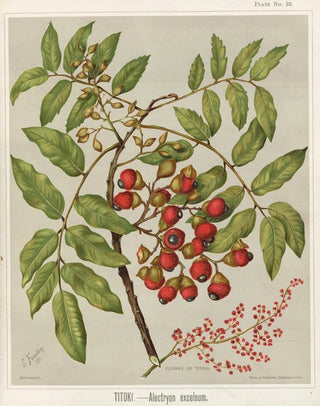 Sarah Featon - Titoki Alectryon excelsum Plate 23.webp