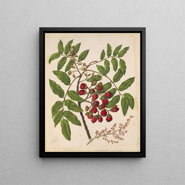 Titoki by Sarah Featon — framed botanical art print on a wall