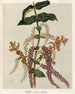 Tupakihi Coriaria ruscifolia, Plate 25 - Sarah Featon — artwork view