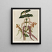 Tupakihi Coriaria ruscifolia, Plate 25 - Sarah Featon — framed artwork on a wall