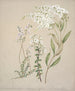 Véronique - Sarah Featon — artwork view