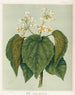 Whau Entelea arborescens, Plate 13 - Sarah Featon — artwork view