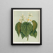 Whau Entelea arborescens, Plate 13 - Sarah Featon — framed artwork on a wall