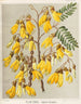 Kowhai jaune Sophora tetraptera, Planche 28 - Sarah Featon — artwork view
