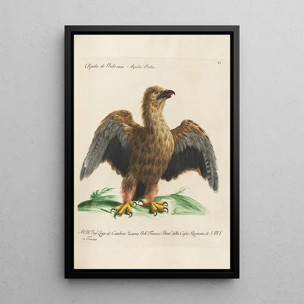 Ornithology Painting methodically arranged Pl006 - Saverio Manetti — framed artwork on a wall