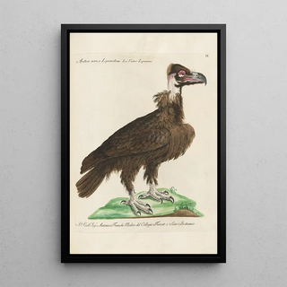 Saverio Manetti - Ornithologia methodice digesta Pl009.webp