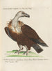 Ornithology Painting methodically digested Pl010 - Saverio Manetti — artwork view
