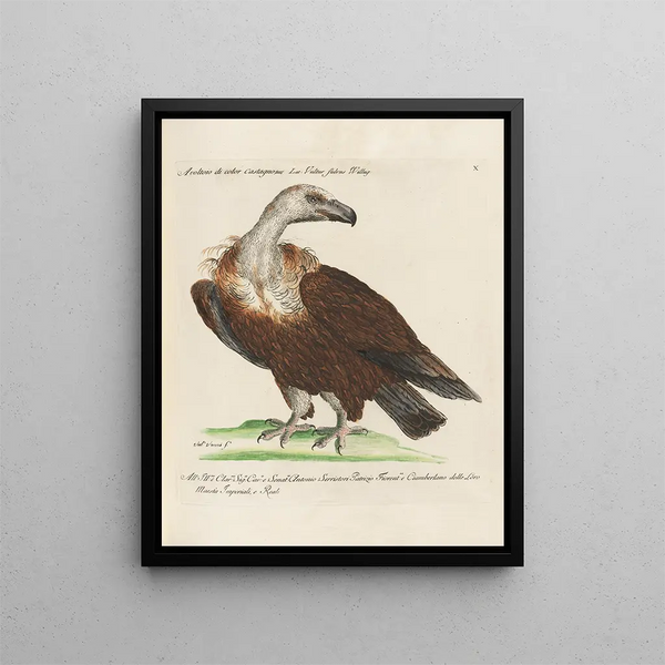 Ornithology Painting methodically digested Pl010 - Saverio Manetti — framed artwork on a wall