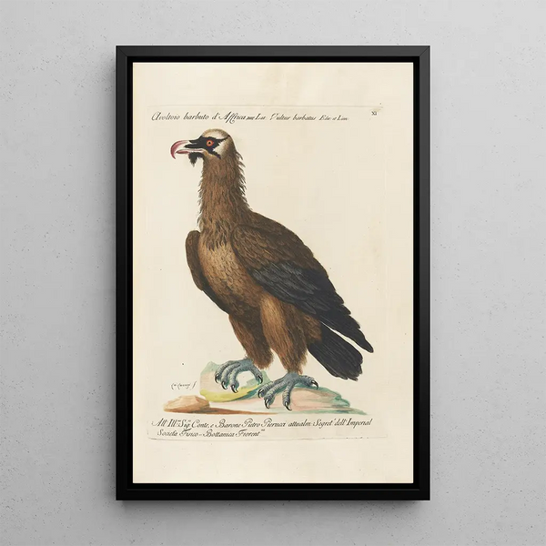 Ornithology Painting methodically arranged Pl011 - Saverio Manetti — framed artwork on a wall