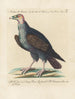 L'ornithologie méthodiquement digérée Pl013 - Saverio Manetti — artwork view