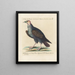 L'ornithologie méthodiquement digérée Pl013 - Saverio Manetti — framed artwork on a wall