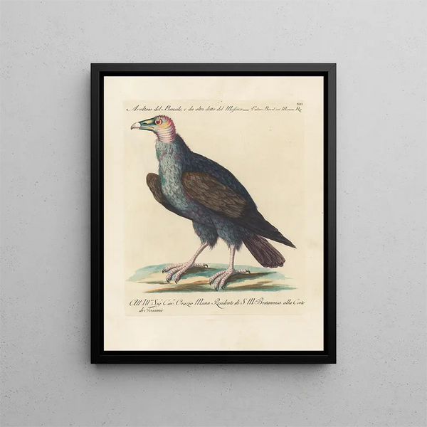 L'ornithologie méthodiquement digérée Pl013 - Saverio Manetti — framed artwork on a wall