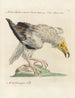 L'ornithologie méthodiquement digérée Pl014 - Saverio Manetti — artwork view