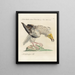 L'ornithologie méthodiquement digérée Pl014 - Saverio Manetti — framed artwork on a wall