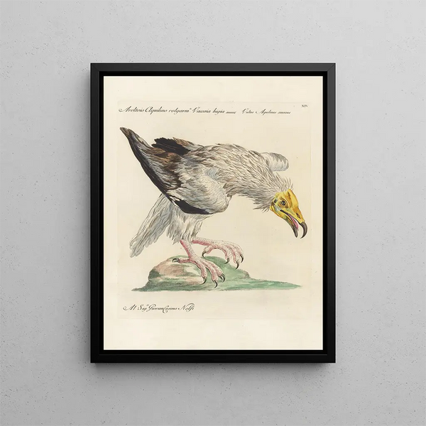 L'ornithologie méthodiquement digérée Pl014 - Saverio Manetti — framed artwork on a wall