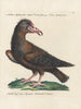 Ornithology Painting methodically digested Pl015 - Saverio Manetti — artwork view