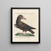Ornithology Painting methodically digested Pl015 - Saverio Manetti — framed artwork on a wall