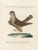Ornithology methodically digested Pl016 - Saverio Manetti — artwork view