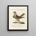 Ornithology methodically digested Pl016 - Saverio Manetti — framed artwork on a wall