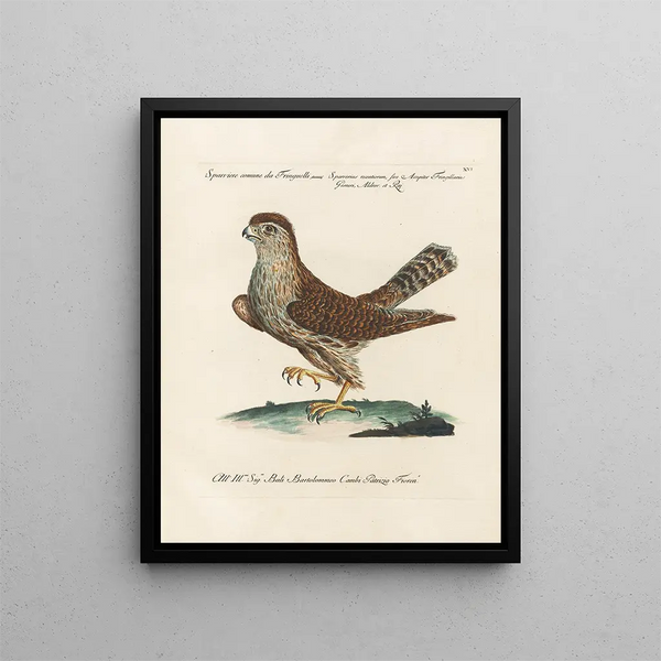 Ornithology methodically digested Pl016 - Saverio Manetti — framed artwork on a wall