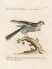 Ornithology methodically digested Pl017 - Saverio Manetti — artwork view