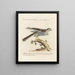 Ornithology methodically digested Pl017 - Saverio Manetti — framed artwork on a wall
