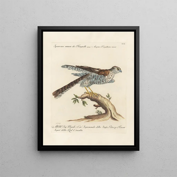 Ornithology methodically digested Pl017 - Saverio Manetti — framed artwork on a wall