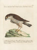 Ornithology painting methodically digested Pl018 - Saverio Manetti — artwork view