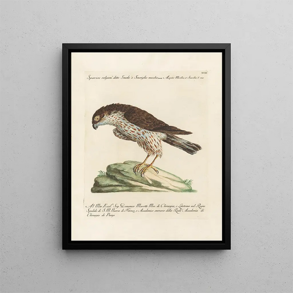 Ornithology painting methodically digested Pl018 - Saverio Manetti — framed artwork on a wall