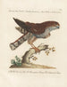 Ornithology Painting methodically digested Pl019 - Saverio Manetti — artwork view