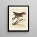 Ornithology Painting methodically digested Pl019 - Saverio Manetti — framed artwork on a wall