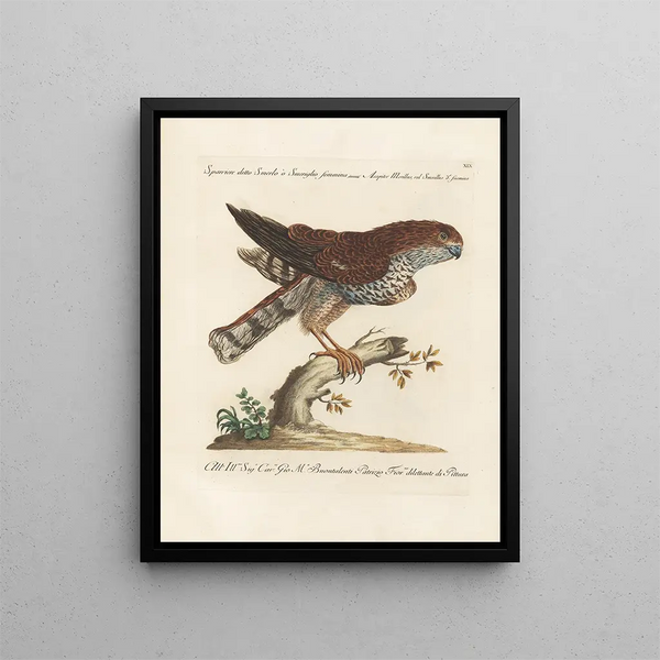 Ornithology Painting methodically digested Pl019 - Saverio Manetti — framed artwork on a wall