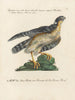 Ornithology Painting methodically digested Pl020 - Saverio Manetti — artwork view