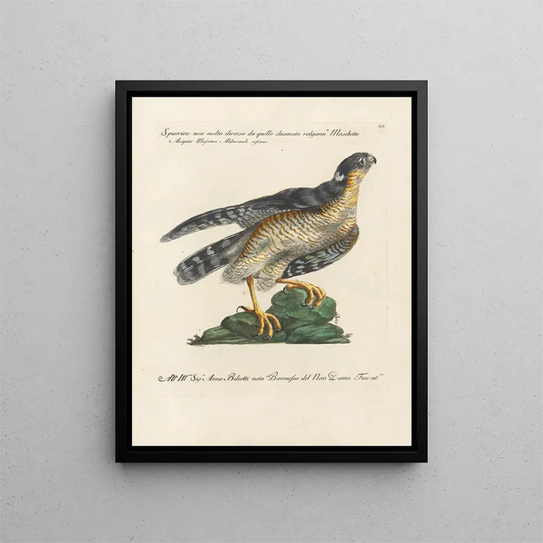 Ornithology Painting methodically digested Pl020 - Saverio Manetti — framed artwork on a wall