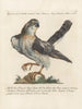 Ornithology Painting methodically digested Pl021 - Saverio Manetti — artwork view