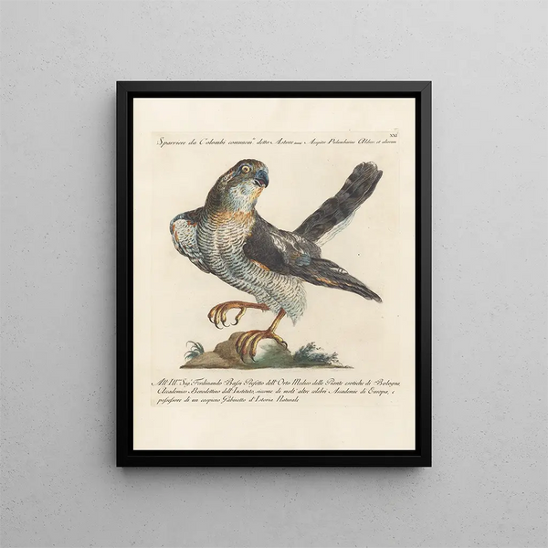 Ornithology Painting methodically digested Pl021 - Saverio Manetti — framed artwork on a wall